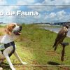 Mitigando o risco da fauna em SBCF