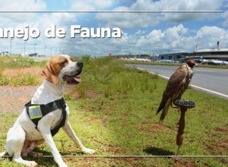 Mitigando o risco da fauna em SBCF