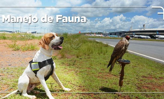 Mitigando o risco da fauna em SBCF