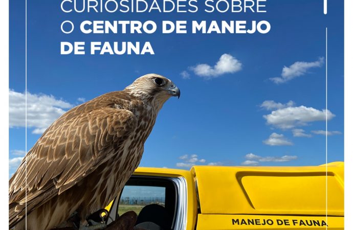 BH Airport e o manejo da fauna no entorno do aeródromo